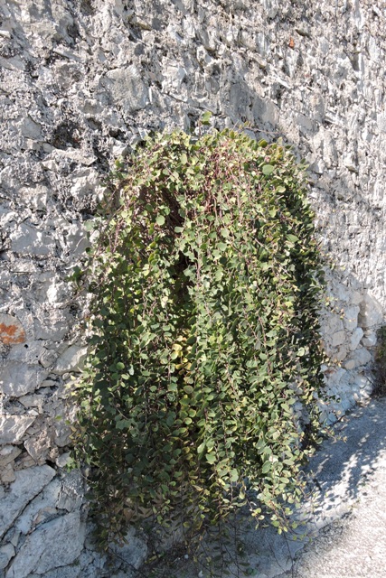 A Caper plant